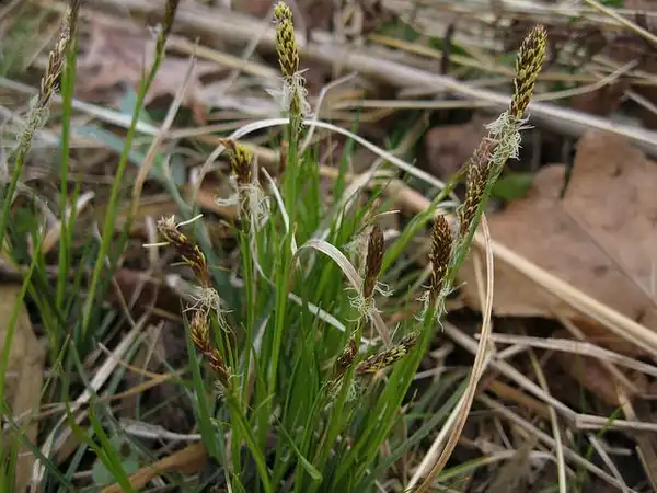 Photo of Carex pensylvanica - :Erutuon