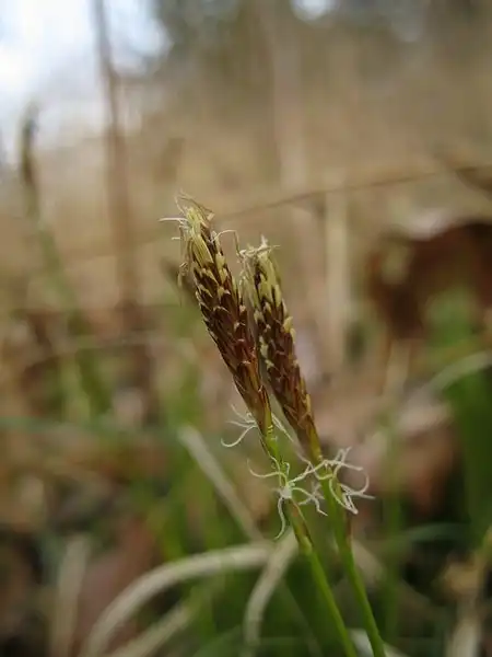 Photo of Carex pensylvanica - Immature flowers:Eruton