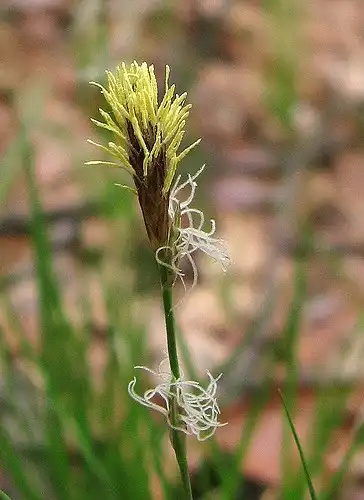 Photo of Carex pensylvanica - Flower:Anne Gould