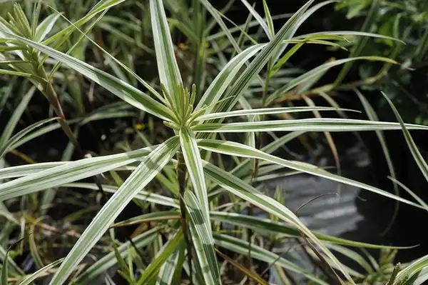 Photo of Carex phyllocephala (Carex phyllocephalas)