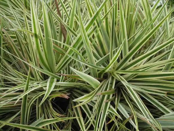 Photo of Carex phyllocephala (Carex phyllocephalas)