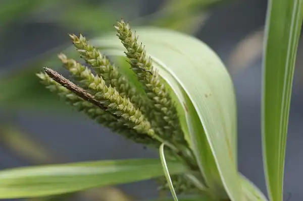 Photo of Carex phyllocephala - Carex phyllocephala 'Sparkler' flowers:Megan Hansen
