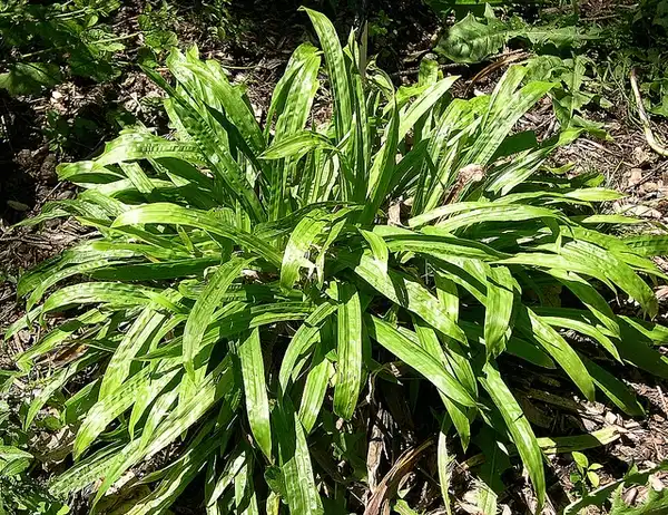 Фото Carex plantaginea (Carex plantagineas)