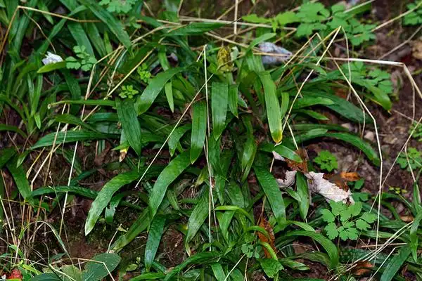Фото Carex plantaginea (Carex plantagineas)