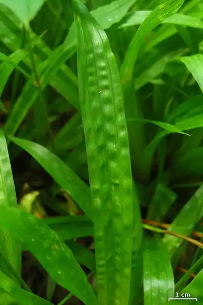 Фото Carex plantaginea - Leaf looks similar to plaintain.:Jason Hollinger