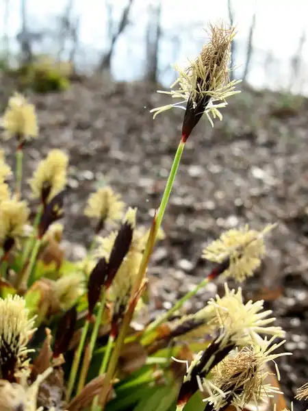 Фото Carex plantaginea - Flowers:Kristine Paulus