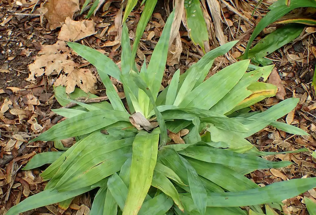Фото Carex platyphylla (Carex platyphyllas)