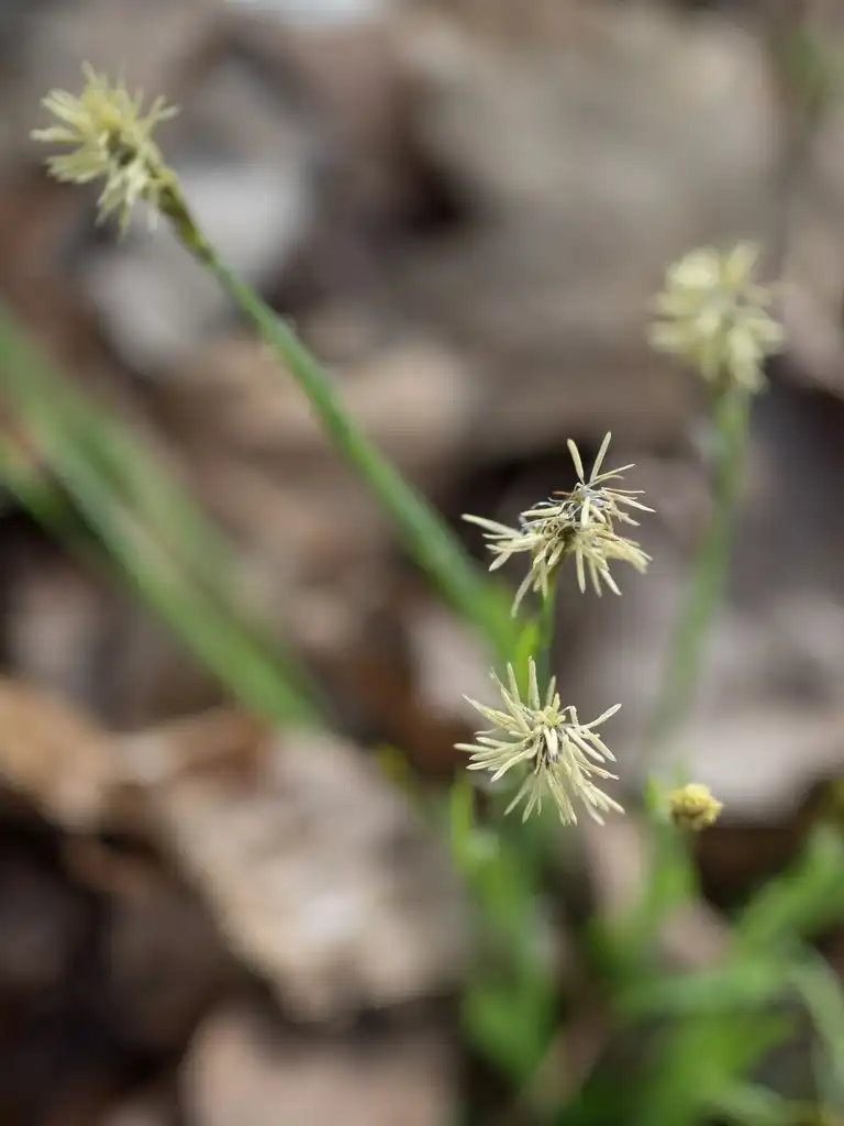 Фото Carex platyphylla (Carex platyphyllas)