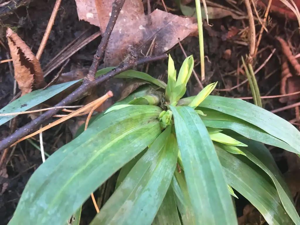 Фото Carex platyphylla - Leaves and new growth:mazalope