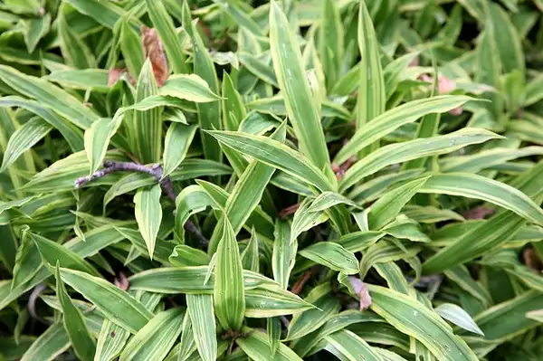 Foto de Carex siderosticta (Carex siderostictas)