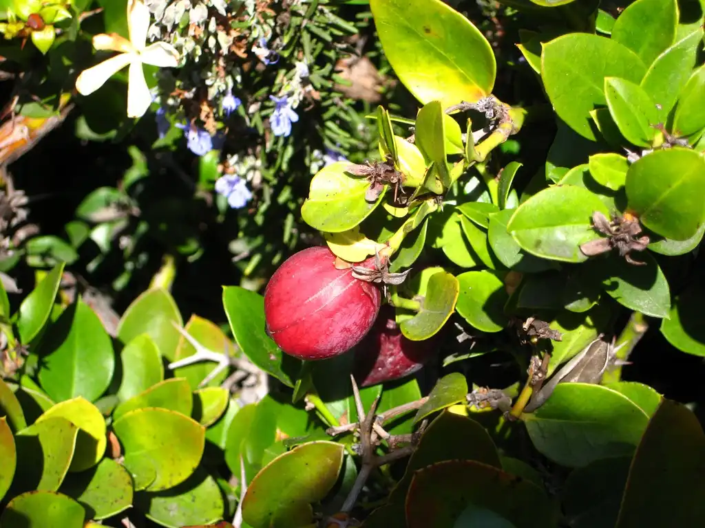 Фото Carissa macrocarpa (Carissa macrocarpas)