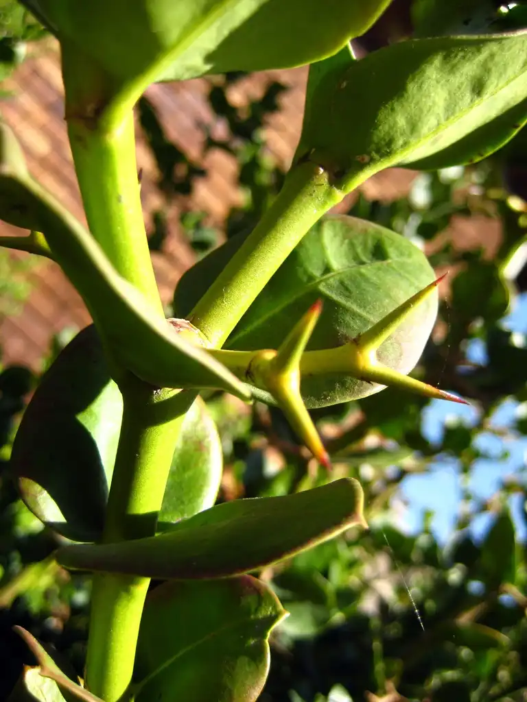 Фото Carissa macrocarpa (Carissa macrocarpas)