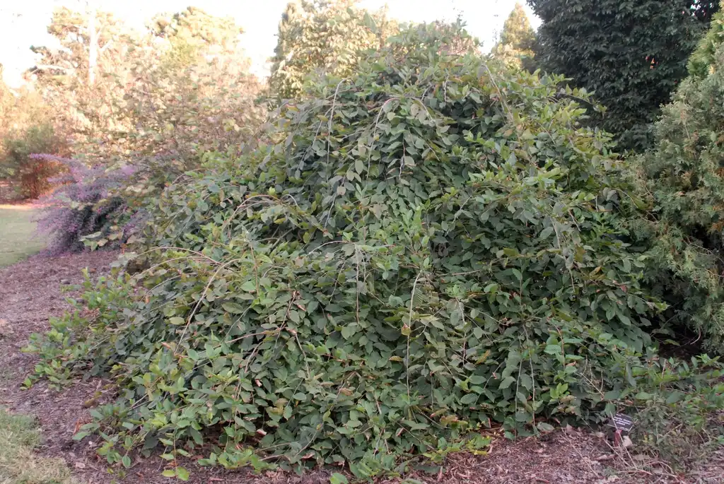 Photo of Carpinus betulus (Carpinus betuluss)