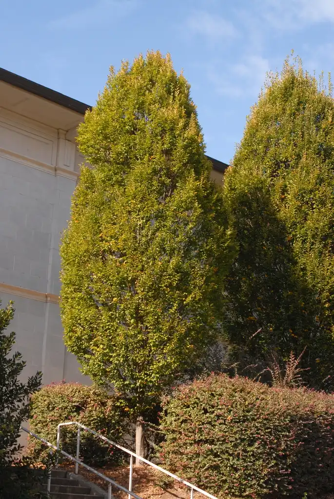 Photo of Carpinus betulus (Carpinus betuluss)
