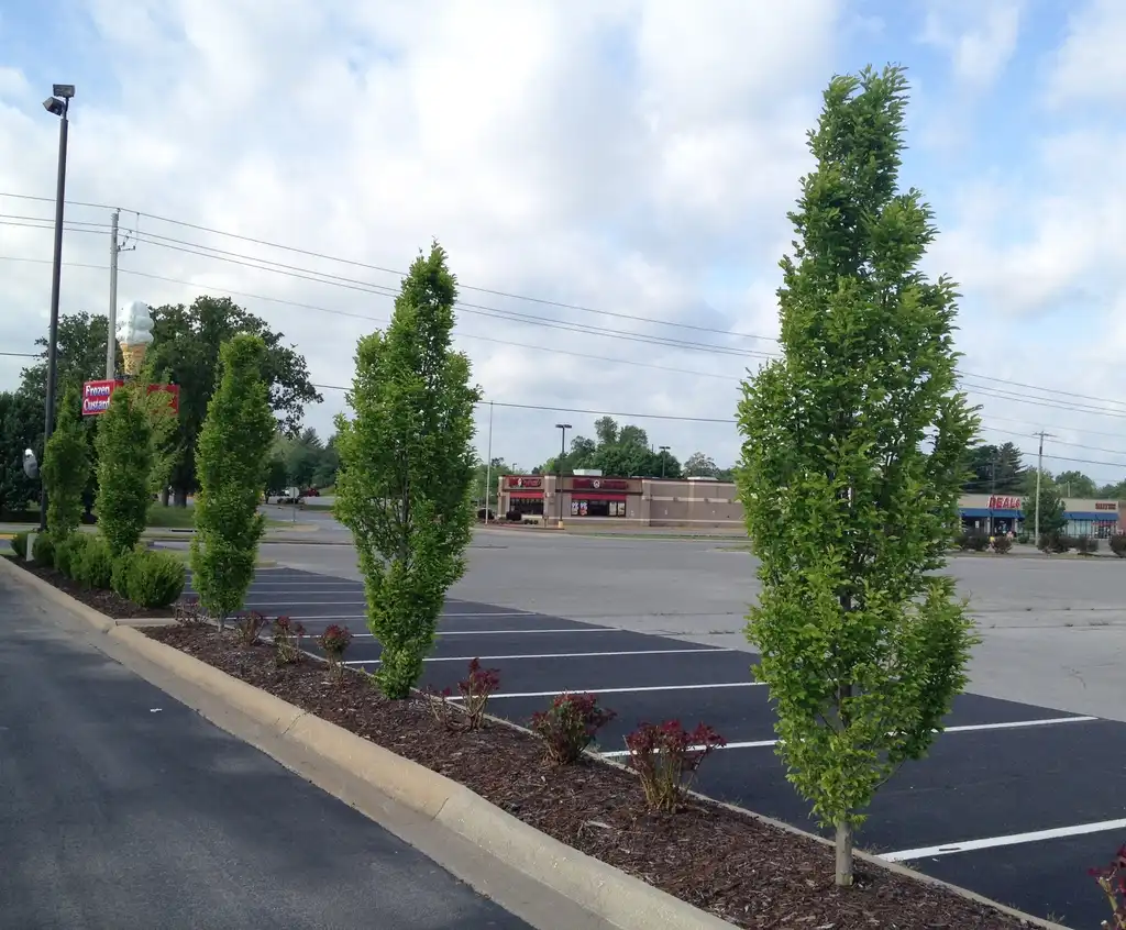 Photo of Carpinus betulus - 'Fran's Fontaine' Tree Line:Jim Robbins