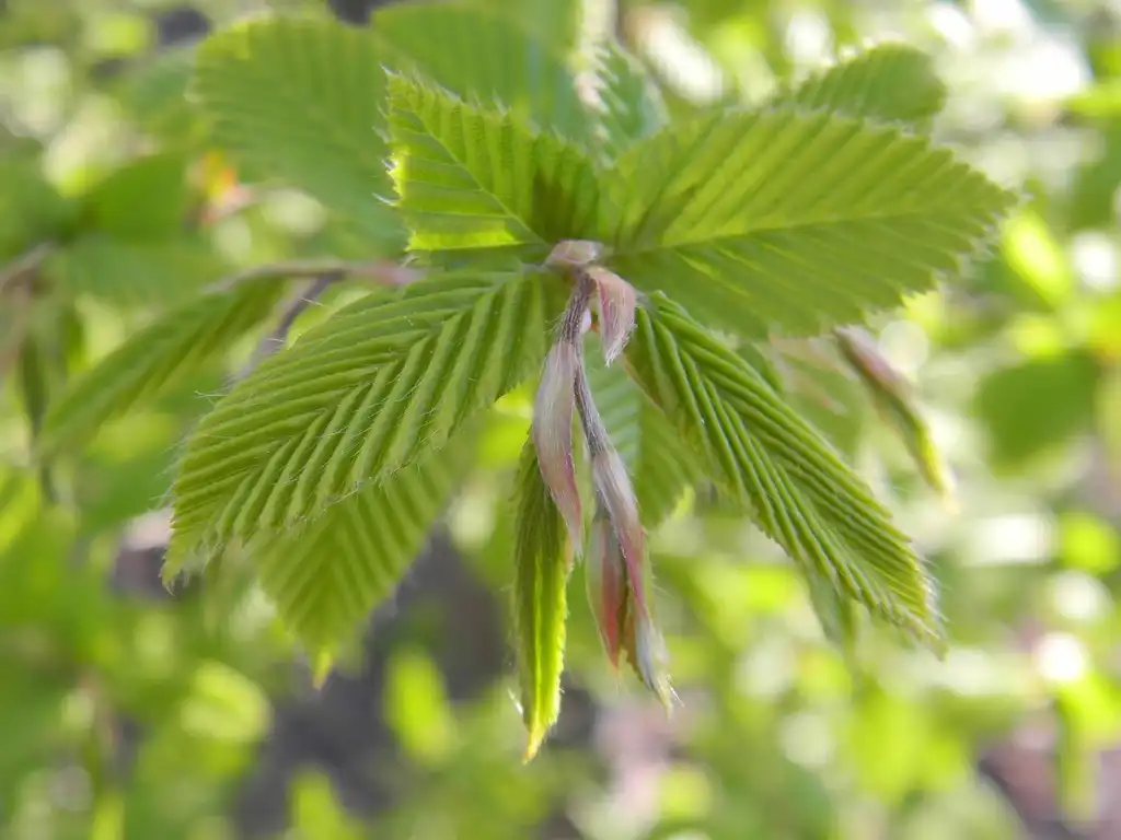 Photo of Carpinus betulus - 'Fastigiata' Flower buds (Buncombe, NC):Randy Harter
