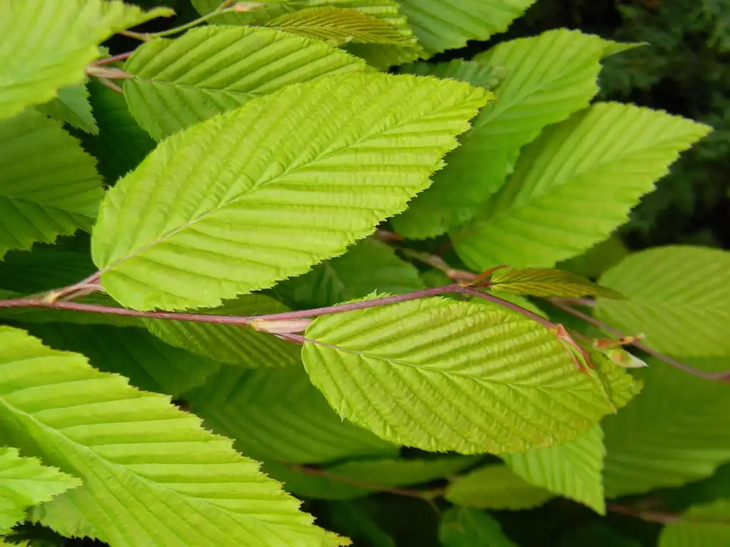 Photo of Carpinus betulus - 'Vienna Weeping' Leaves Close-up (Buncombe, NC):Randy Harter