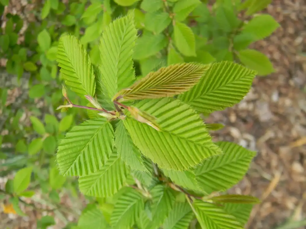 Photo of Carpinus betulus - 'Vienna Weeping' Leaves and flower bud (Buncombe, NC):Randy Harter