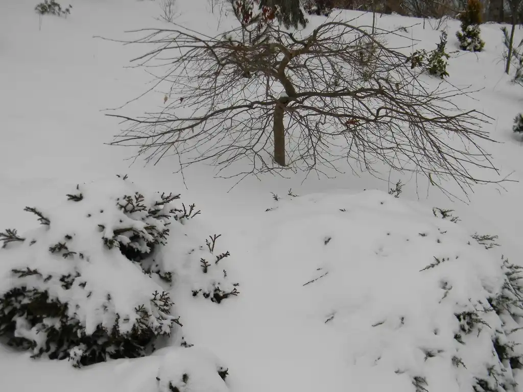 Photo of Carpinus betulus - 'Vienna Weeping' Form in snow (Buncombe, NC):Randy Harter