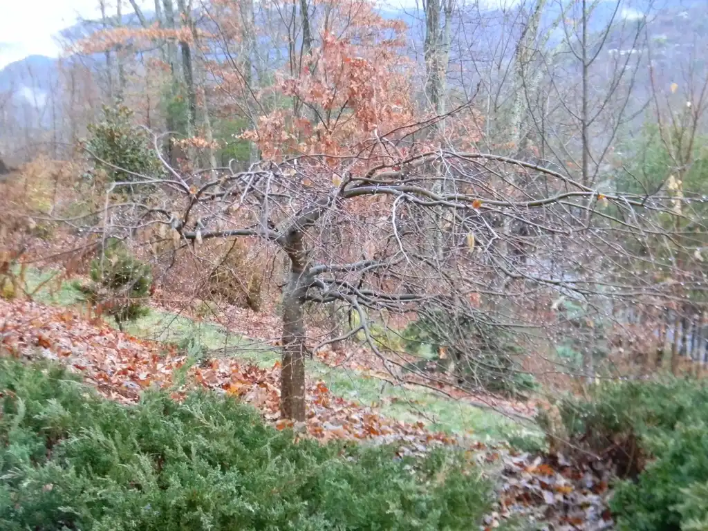 Photo of Carpinus betulus - 'Vienna Weeping' Form in fall (Buncombe, NC):Randy Harter