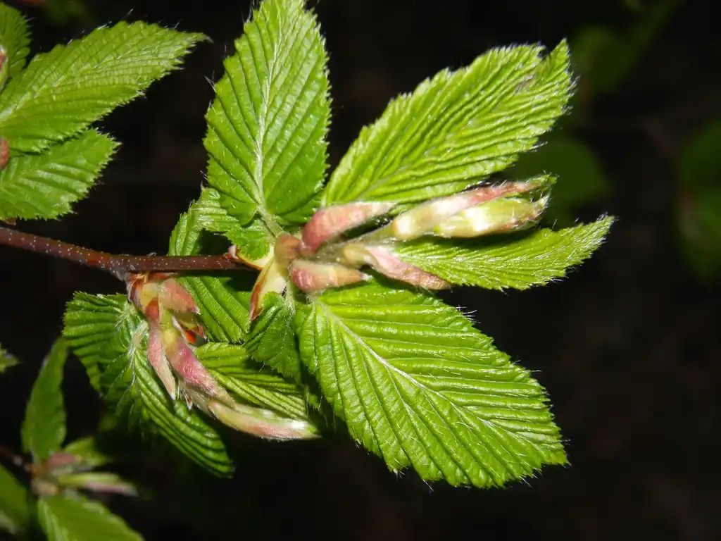 Photo of Carpinus betulus - 'Vienna Weeping' Flower bud close-up (Buncombe, NC):Randy Harter