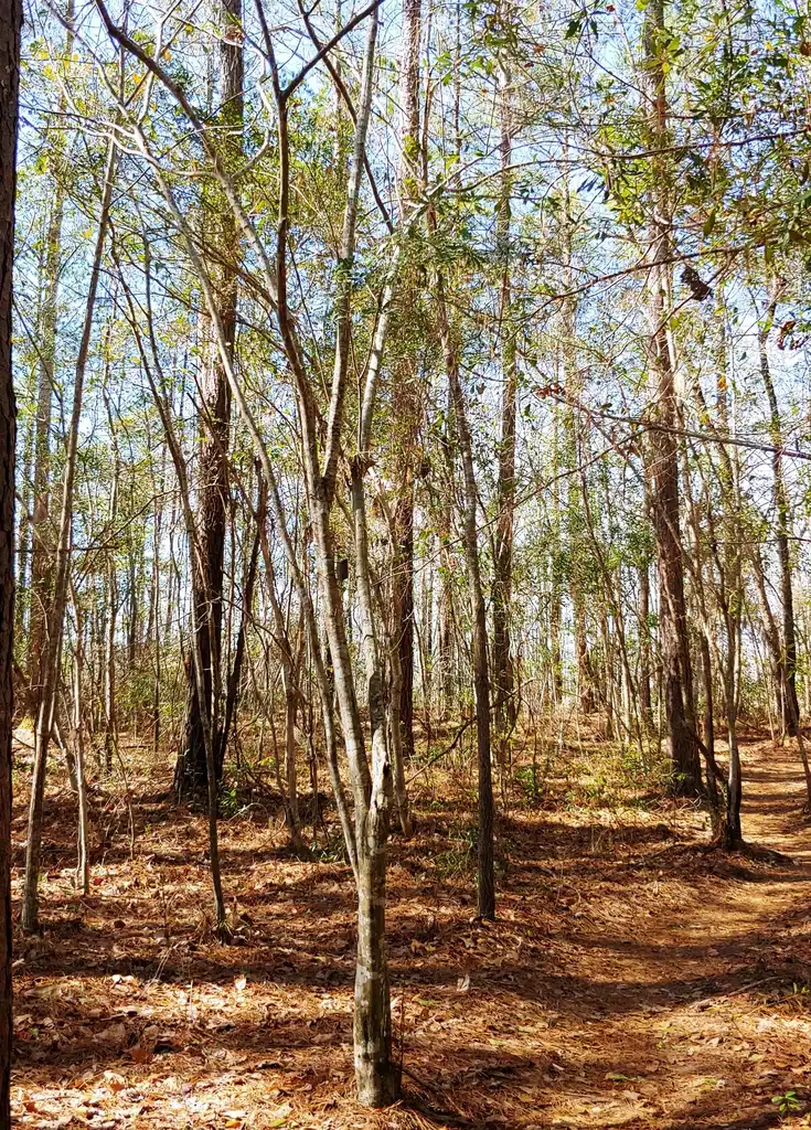 Photo of Carpinus caroliniana (Carpinus carolinianas)