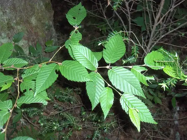 Photo of Carpinus caroliniana (Carpinus carolinianas)