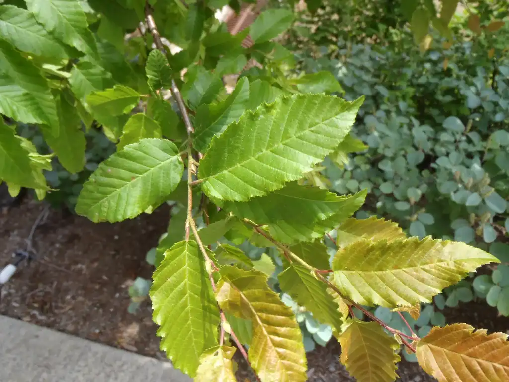 Photo of Carpinus caroliniana - Leaf Close-up:Jim Robbins