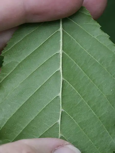 Photo of Carpinus caroliniana - Underside of leaf:Scott Zona