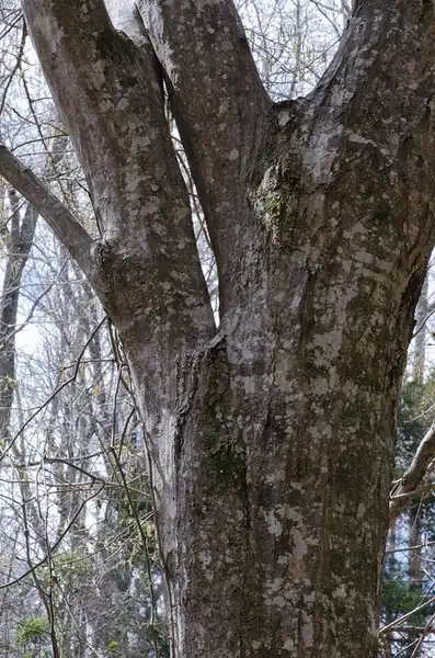 Photo of Carpinus caroliniana - Bark:Suzanne Caldwell