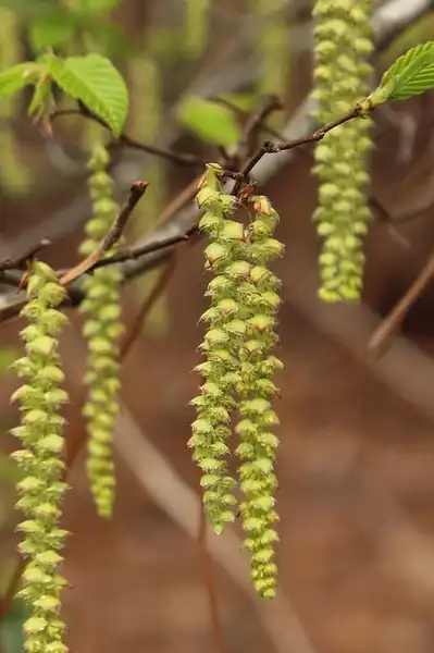 Photo of Carpinus caroliniana - Male catkin:Phillip Bouchard