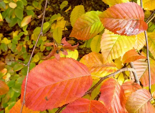 Photo of Carpinus caroliniana - Fall color:Wendy Cutler