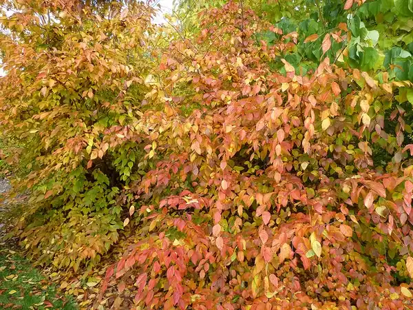 Photo of Carpinus caroliniana - Fall color:Wendy Cutler