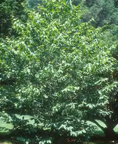 Photo of Carpinus cordata (Carpinus cordatas)