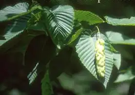 Photo of Carpinus cordata (Carpinus cordatas)