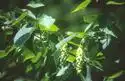 Photo of Carpinus cordata - :