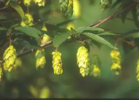 Фото Carpinus japonica (Carpinus japonicas)