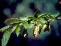 Фото Carpinus japonica (Carpinus japonicas)