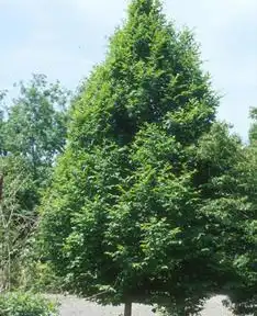 Photo of Carpinus orientalis (Carpinus orientaliss)