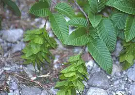 Photo of Carpinus orientalis (Carpinus orientaliss)