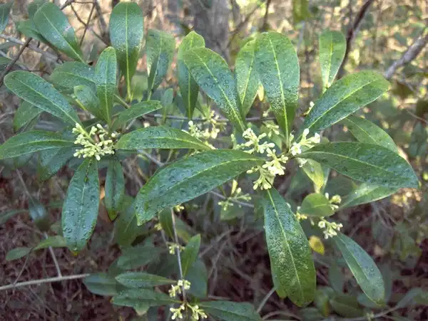 Photo of Cartrema americana (Cartrema americanas)