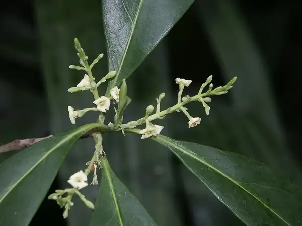 Photo of Cartrema americana (Cartrema americanas)