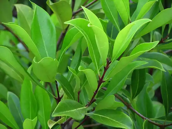 Photo of Cartrema americana - Osmanthus americanus:Katja Schultz