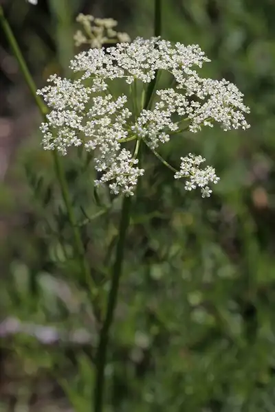 Фото Carum carvi (Carum carvis)