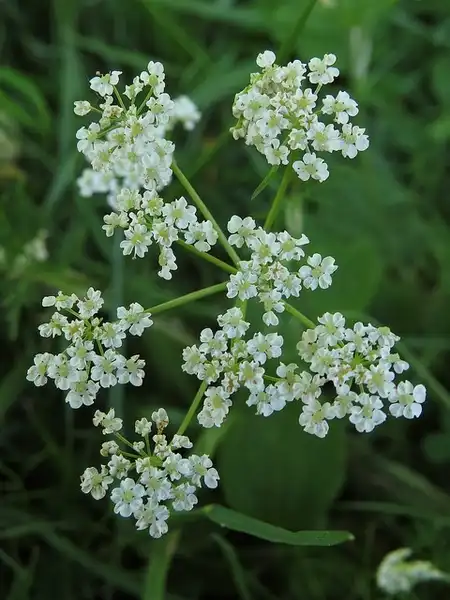 Фото Carum carvi (Carum carvis)