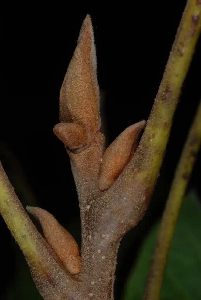 Фото Carya aquatica (Carya aquaticas)