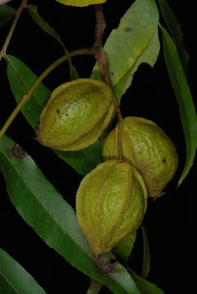 Фото Carya aquatica (Carya aquaticas)
