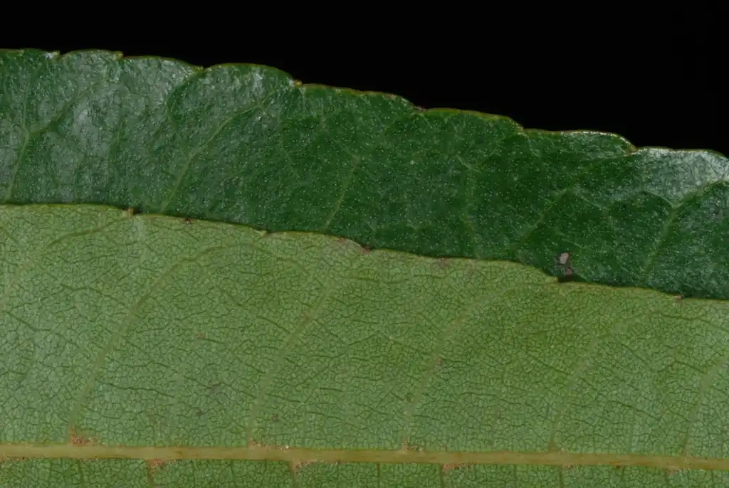Фото Carya aquatica - (Pitt County, NC)-Late Fall:Douglas Goldman, USDA