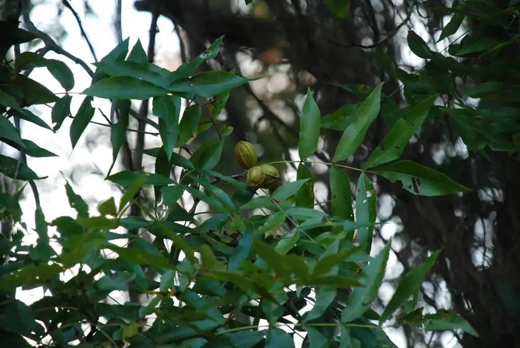 Фото Carya aquatica - (Pitt County, NC)-Late Fall:Douglas Goldman, USDA