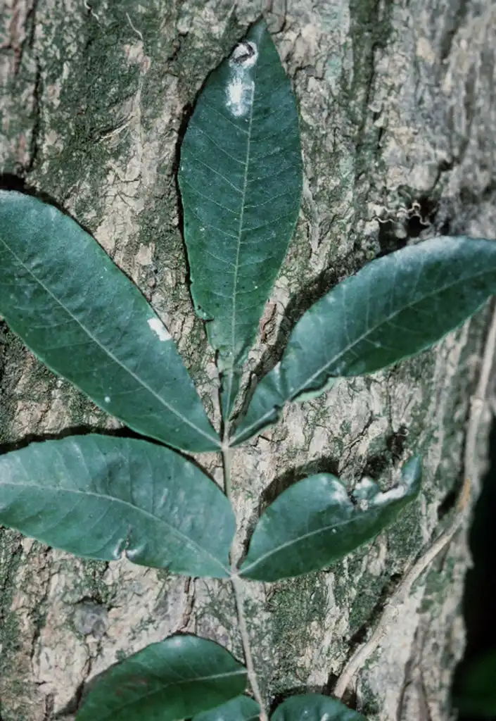 Фото Carya aquatica - Bark and leaves:Robert H. Mohlenbrock. USDA SCS